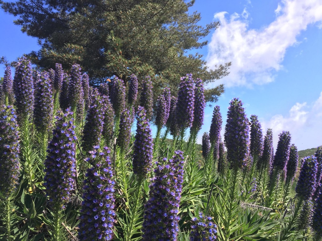 Madeira